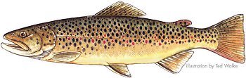Brown trout