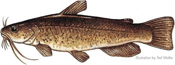 Bullhead Catfish