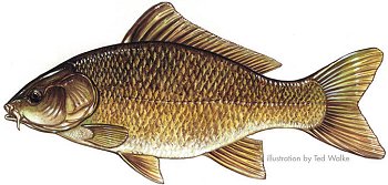 Carp