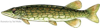 Chain Pickerel