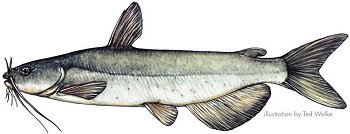 Channel Catfish