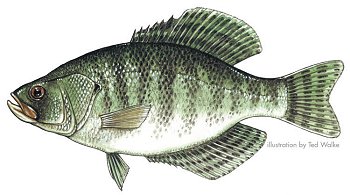 Crappie