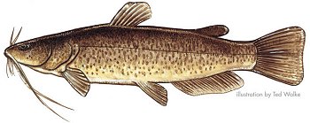 Flathead Catfish