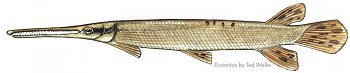 Longnose Gar