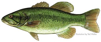 Largemouth Bass