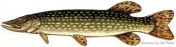 Northern Pike