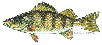 Yellow Perch