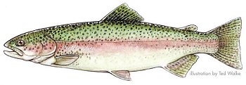 Rainbow Trout