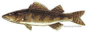 Sauger