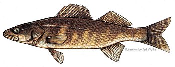 Saugeye