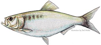 Shad