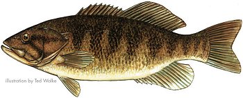 Smallmouth Bass
