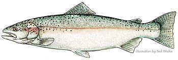 Steelhead Trout