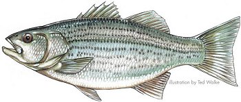 Striped Bass Hybrid