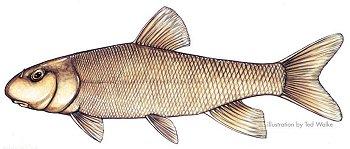 White Sucker